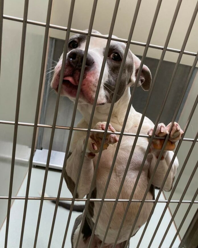 Miracle needed: Four dogs past deadline in Kansas as their lives soon to end