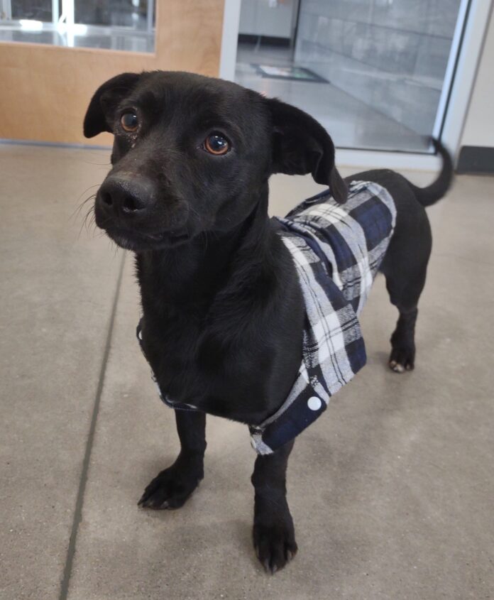 Wichita shelter advertises dog ‘Eddie as an a**hole’ and challenges someone to adopt him