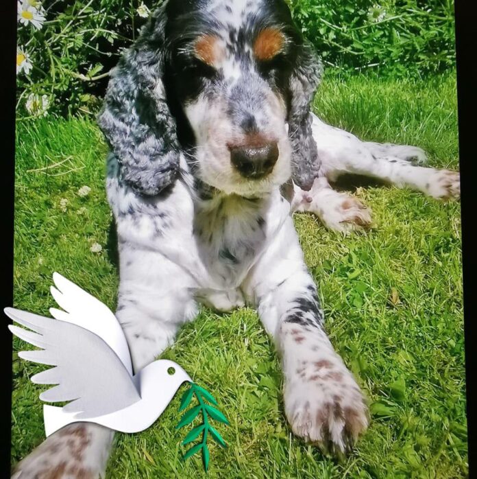 Spaniel who plunged 131 ft down cliff walked away with one stitch in his back leg