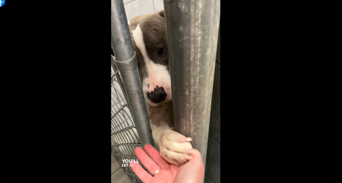 Once tied to a tree and abandoned pup reaches her paw through cage to hold hands with everyone who passes by