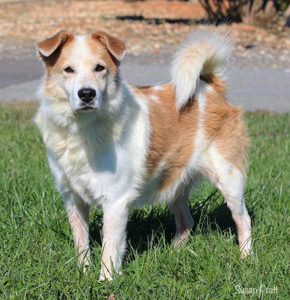 Poor pup returned to the shelter because he sheds too much