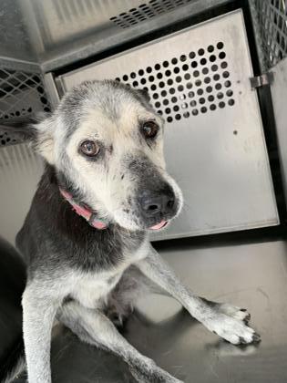 13-year-old Edgar needs a soft bed and some kind words before he’s put to sleep at Texas shelter