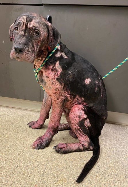 Dog has had the worst life that can be endured