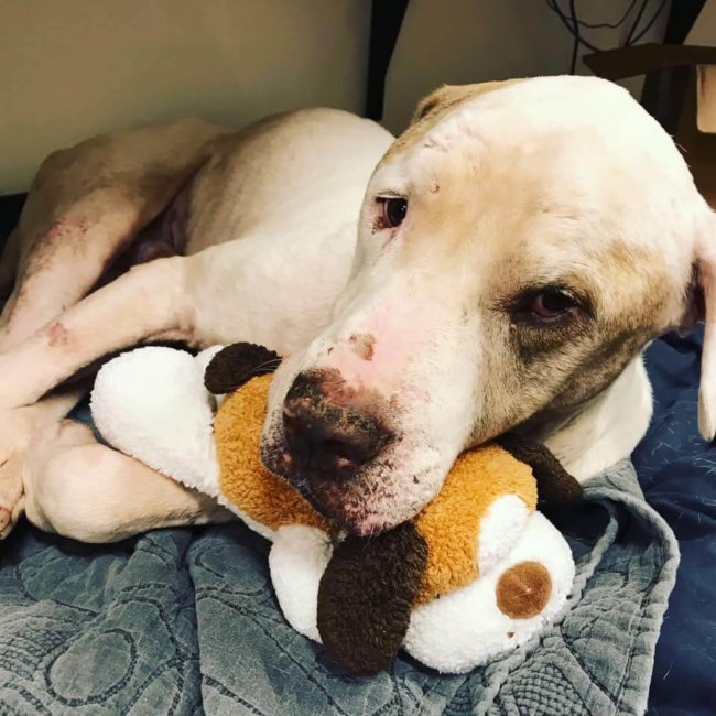 Lovable Mastiff ‘Eeyore’ in need of a home