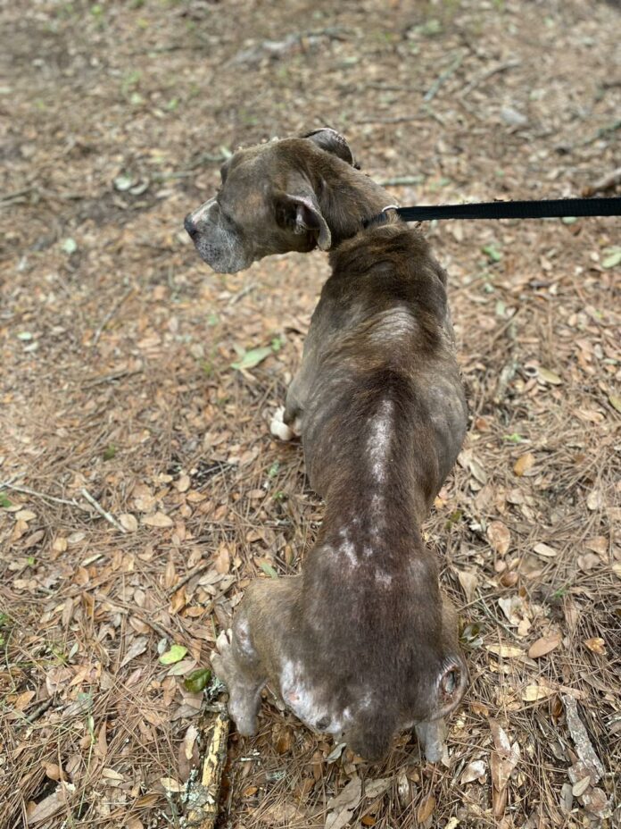 Dog abandoned on rural Georgia road captured on video and people are angry