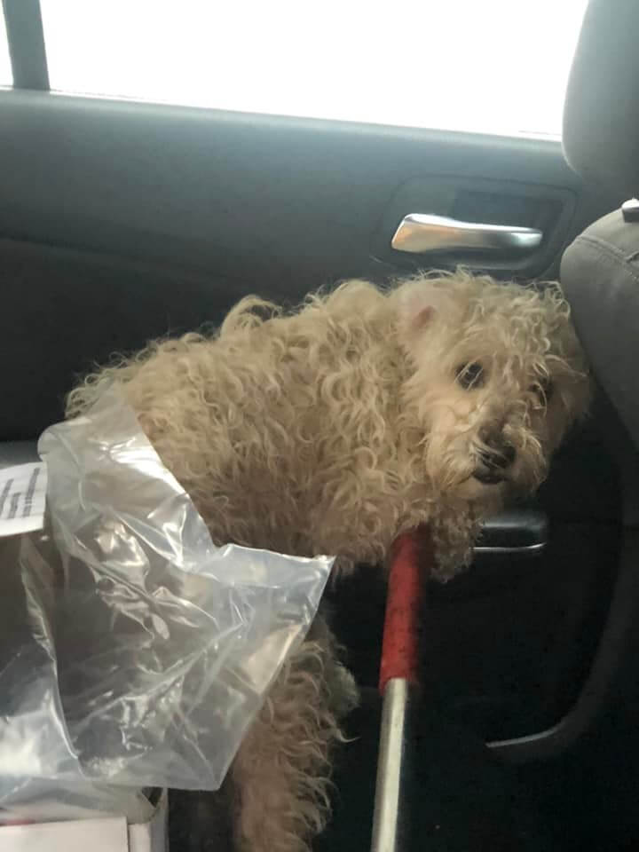 El Segundo firemen bravely rescue pooch stuck on freeway overpass