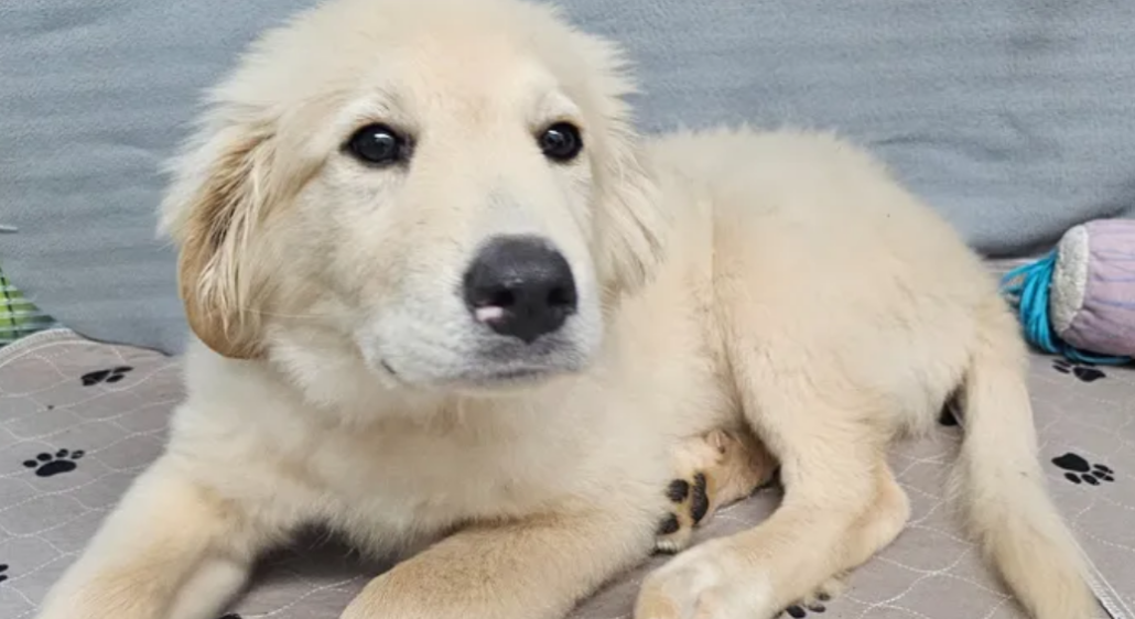 elbert-dog-1030x562-1