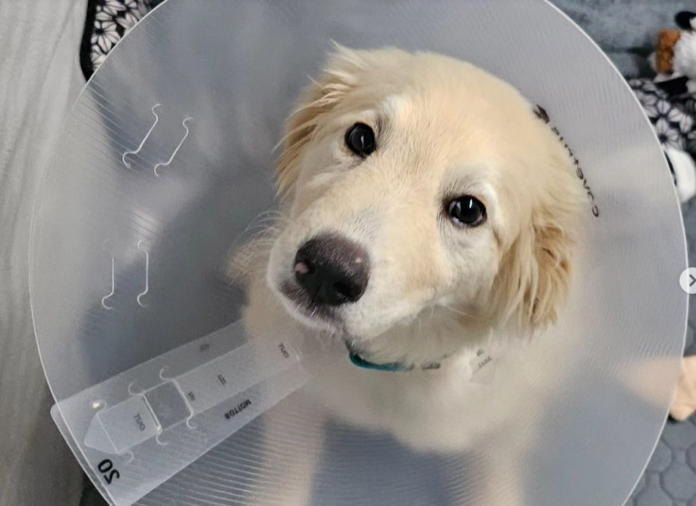 Great Pyrenees puppy recovering after heartless creep threw him out of moving vehicle in Atlanta