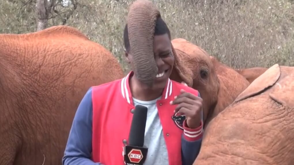 Baby elephant insisted on being part of the television reporter’s afternoon broadcast