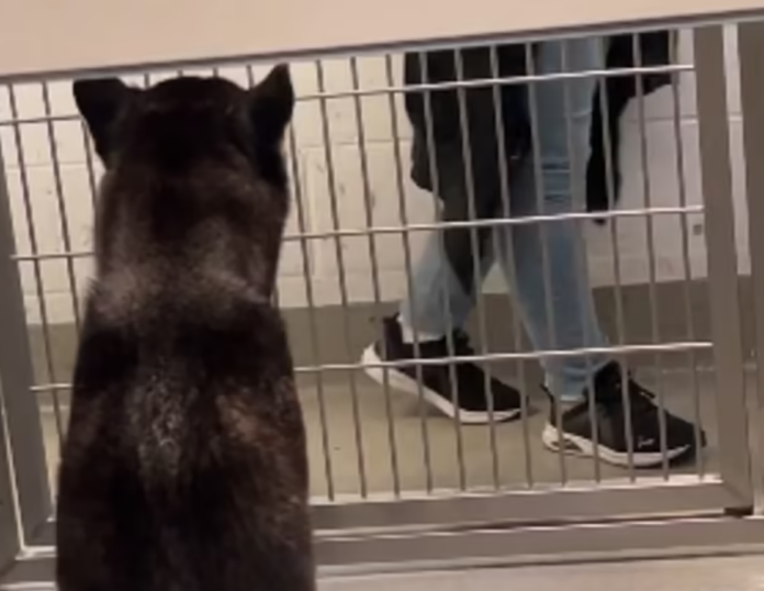 Sad 6 year old husky ignored by potential adopters just watches with little hope of being adopted