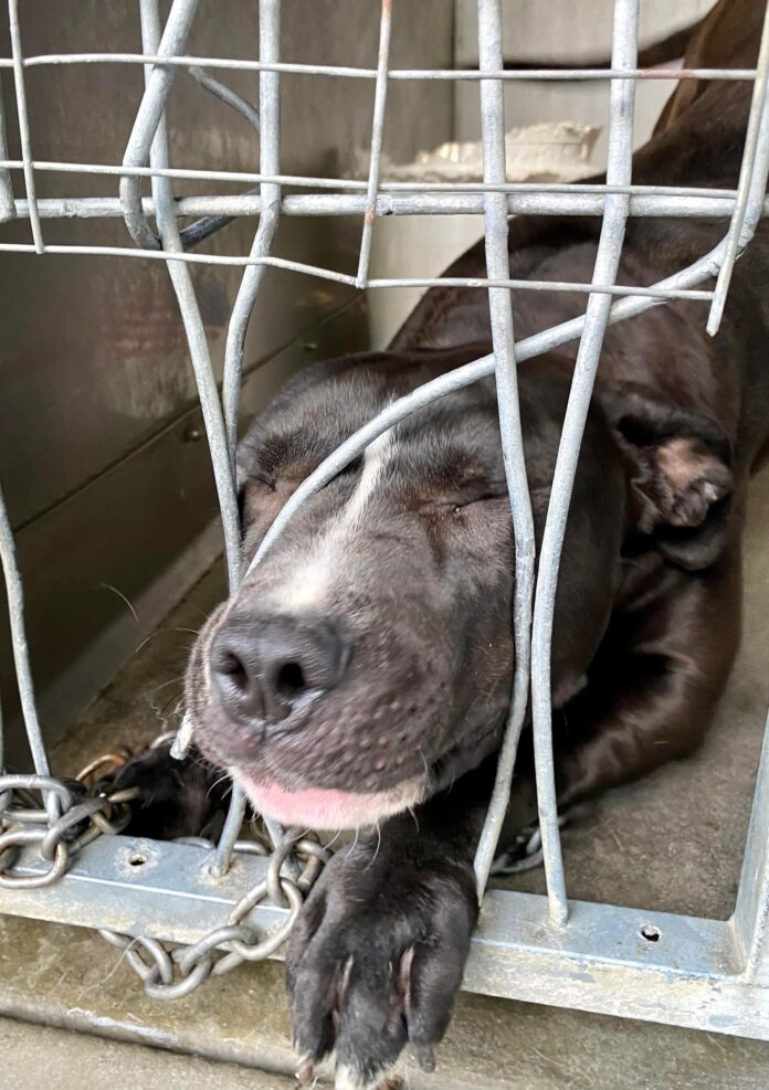 Friendly shelter pup tries to push herself out of kennel cage to greet new friends