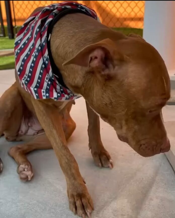 Watching ‘Ella’ give up at Miami shelter so heartbreaking as she waits with her broken soul