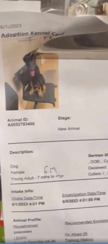 ella-shepherd-2