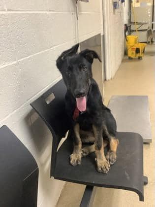 Puppy’s adopter backed out and at 6-months old is on shelter’s ‘death row’