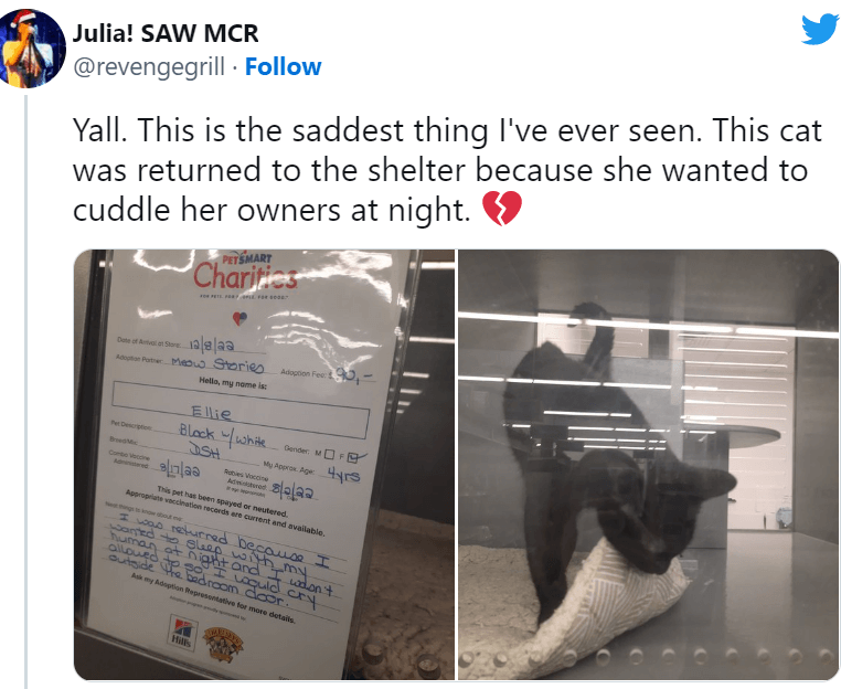Cat surrendered to animal shelter because she ‘wanted to cuddle’