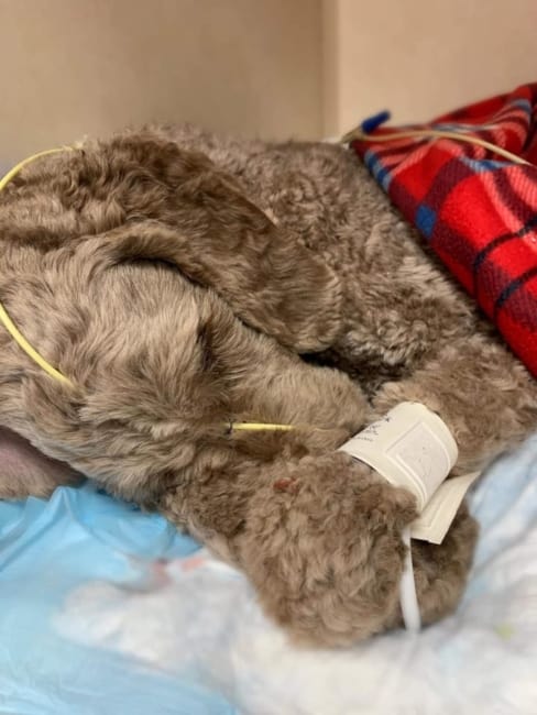 Surrendered dog that ate a do-rag and sock stuck in his stomach survives surgery