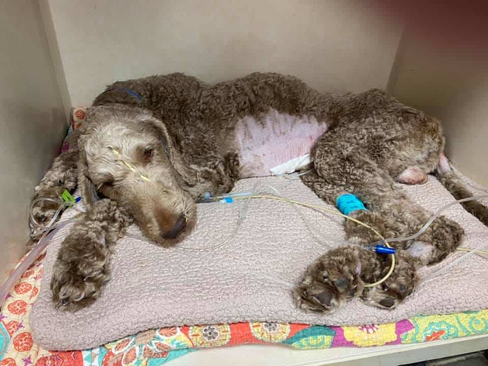 elliott-feeling-better-1