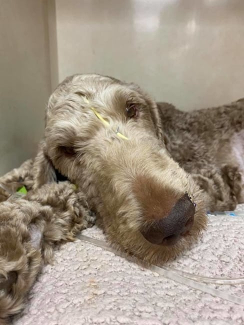Elliott update: Surrendered dog who ate do-rag and sock stuck in his stomach