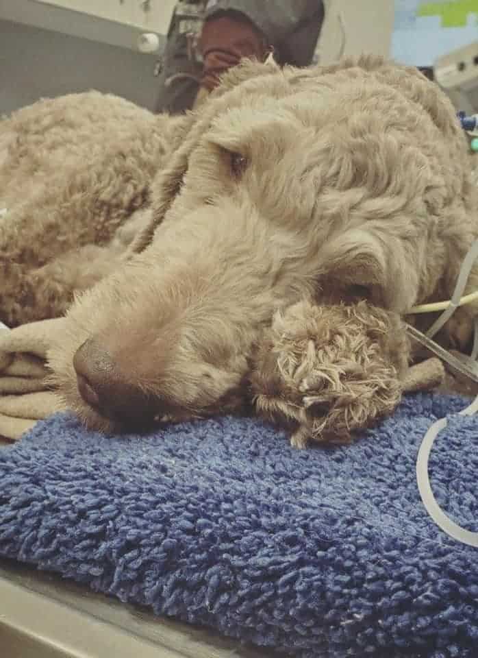 Tragic update: Elliott’s fight is over – he tried but he was just too tired