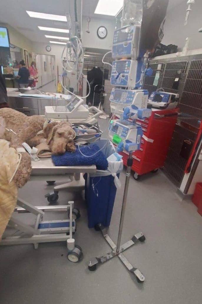 elliotts-fight-is-over1-686x1030-1