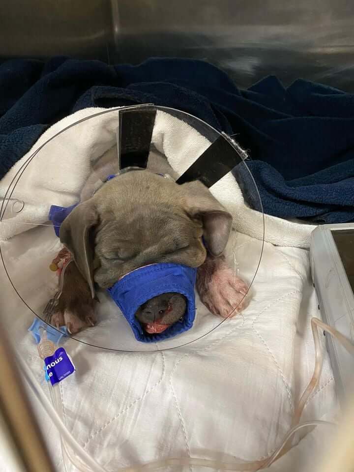 All hands on deck needed to help save 10-week-old puppy rushed to emergency veterinarian with gunshot wound