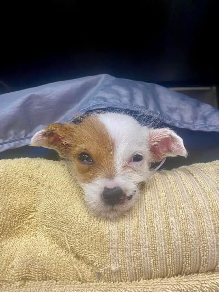 Heartbreaking: 11 week old puppy critically injured by boiling water succumbs to her injuries