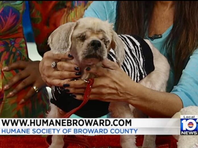 Senior dog found at ‘friend’s residence’ in heartbreaking condition now receiving care he deserves