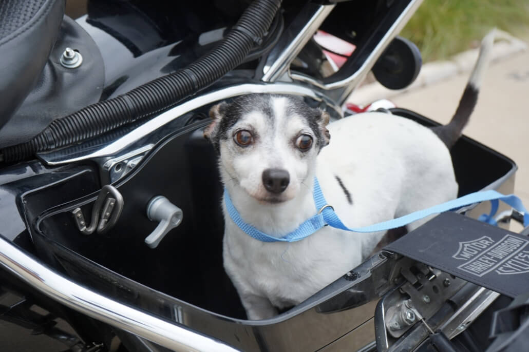 elvis-dog1-1030x686-1