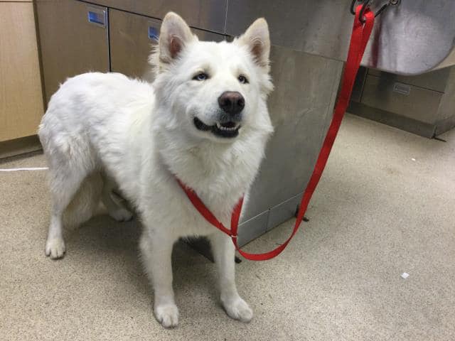 ‘Elvis’ has a cold and needs to leave the shelter or he will be euth’ed