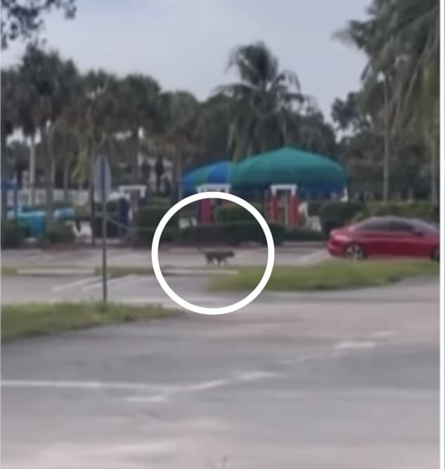 Video captures abandoned dog chasing after red car and then standing and staring in middle of road heartbroken
