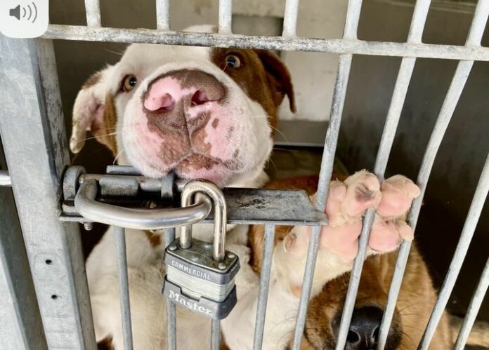 Shelter pup ‘Emerson’ tries his best to get attention before he is put to sleep