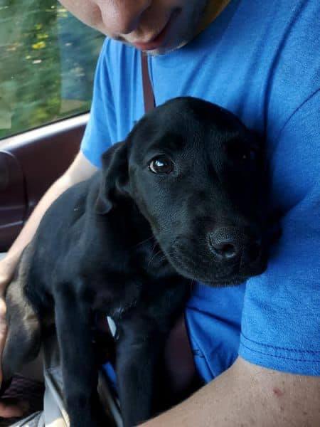 Young pup abandoned and left crying on side of road when a kind heart stopped to help