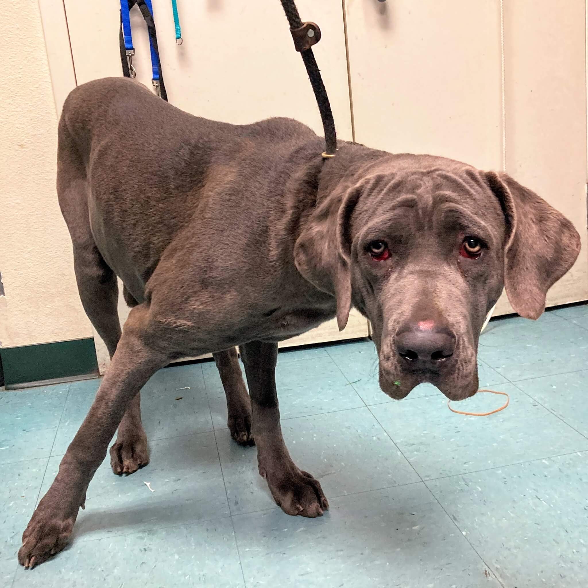 After being abandoned puppy chased her owner for more than a block before collapsing