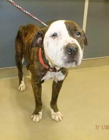 Forgotten shelter dog hides in her corner away from loud noises while pleas to help fall on deaf ears