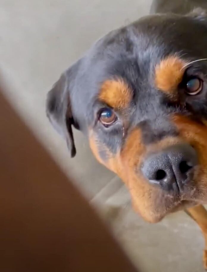 Frightened Rottie’s only glimmer of hope to survive shelter is dedicated rescuer