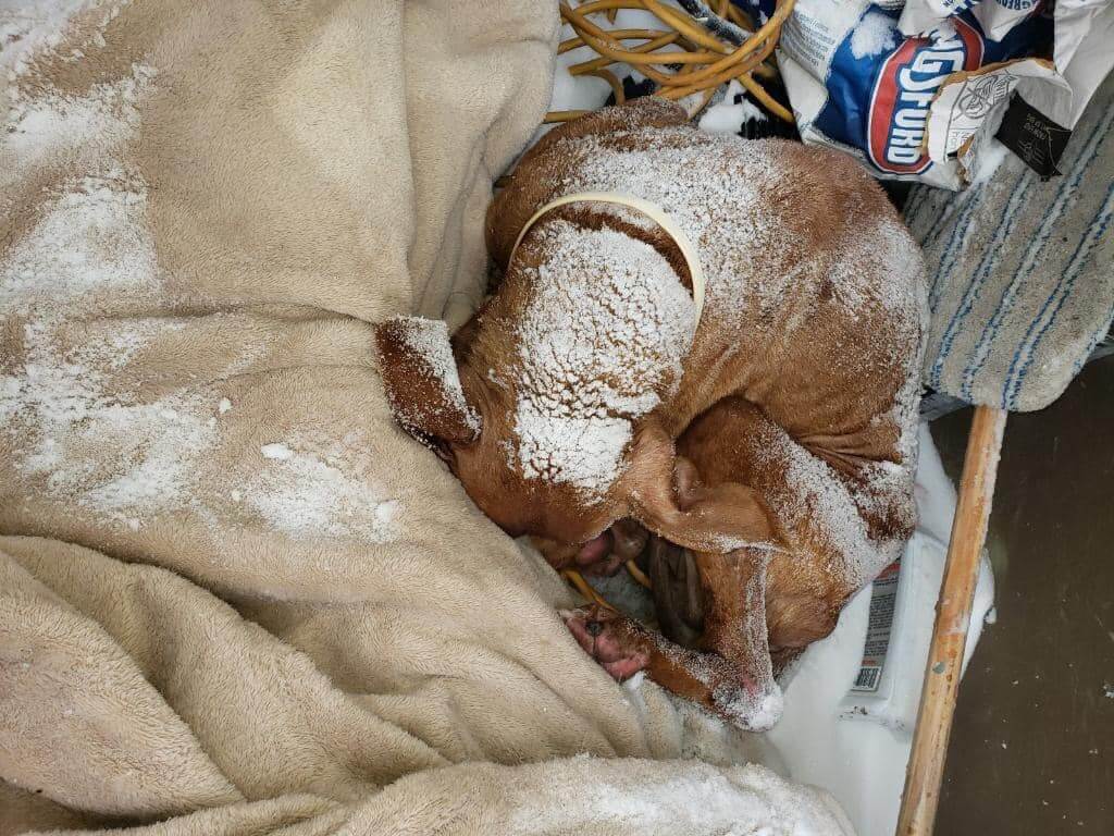 Poor senior pup dumped from car found curled up in the snow trying to stay warm