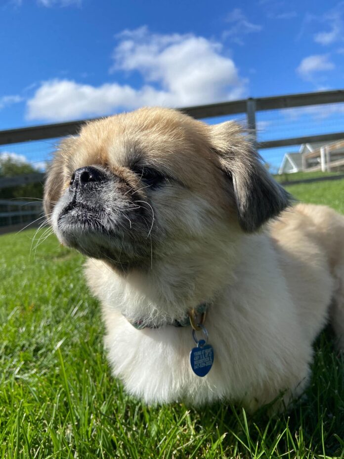 13 year old senior pup ‘Ray of sunshine’ wishes for a home for the holidays