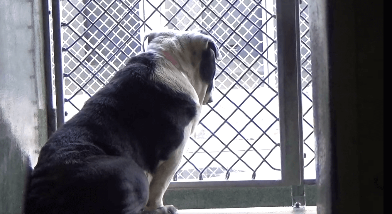 Sweet English bulldog watching for her family at crowded shelter as people walk by