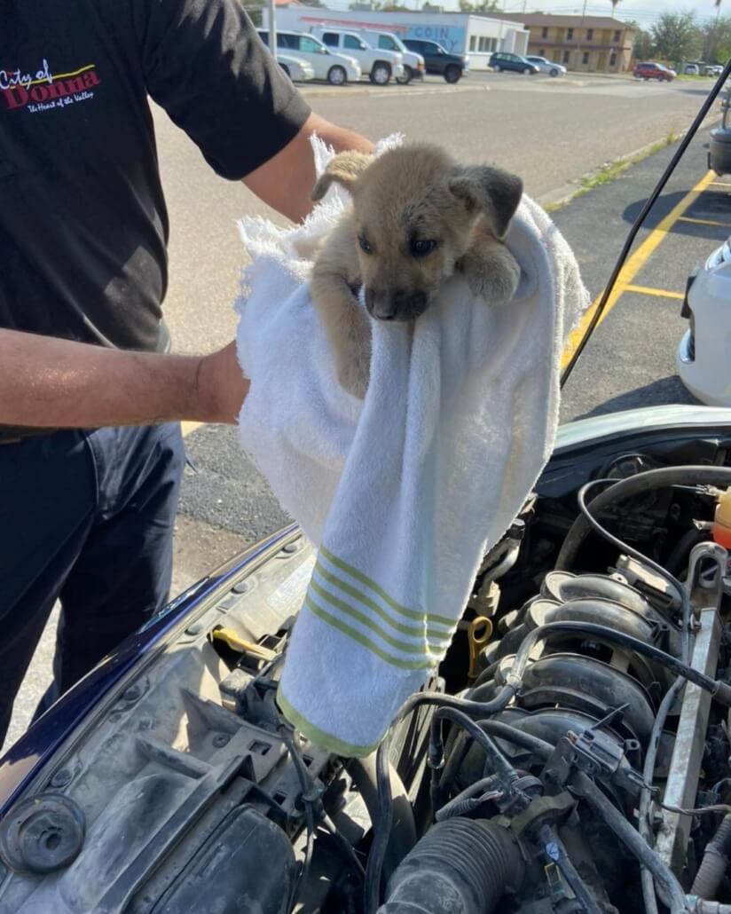 engine-puppy-824x1030-1