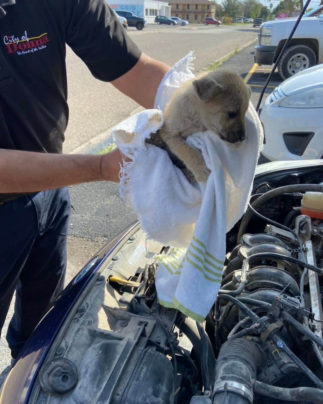 Stray puppy climbed into car engine to stay warm and got stuck