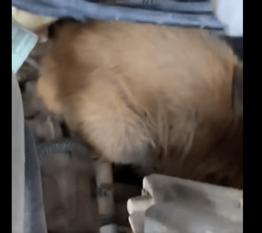 engine-puppy3