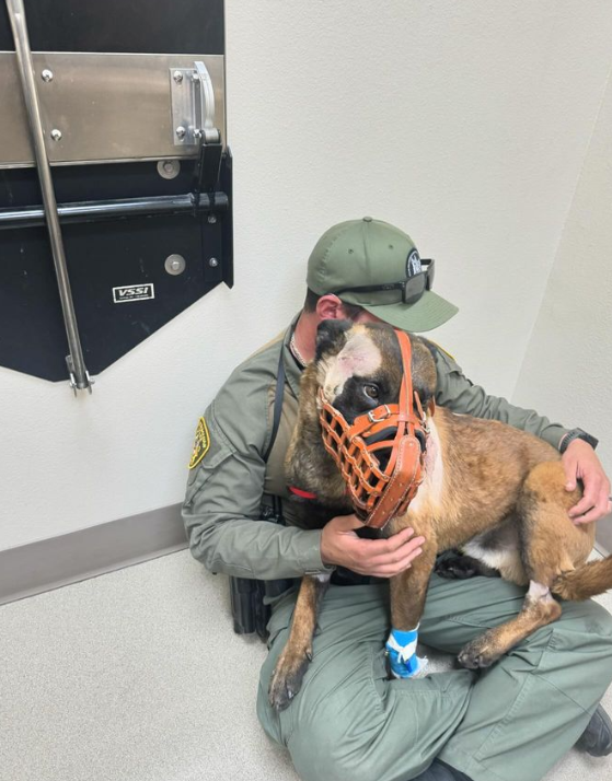 Las Vegas K9 Enzo recovering after stabbing during SWAT standoff