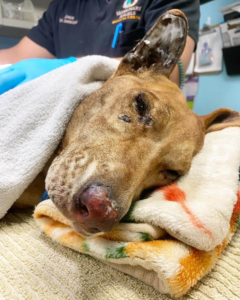 Heartbreaking update for dog whose life met with ‘darkness’ when someone set her on fire