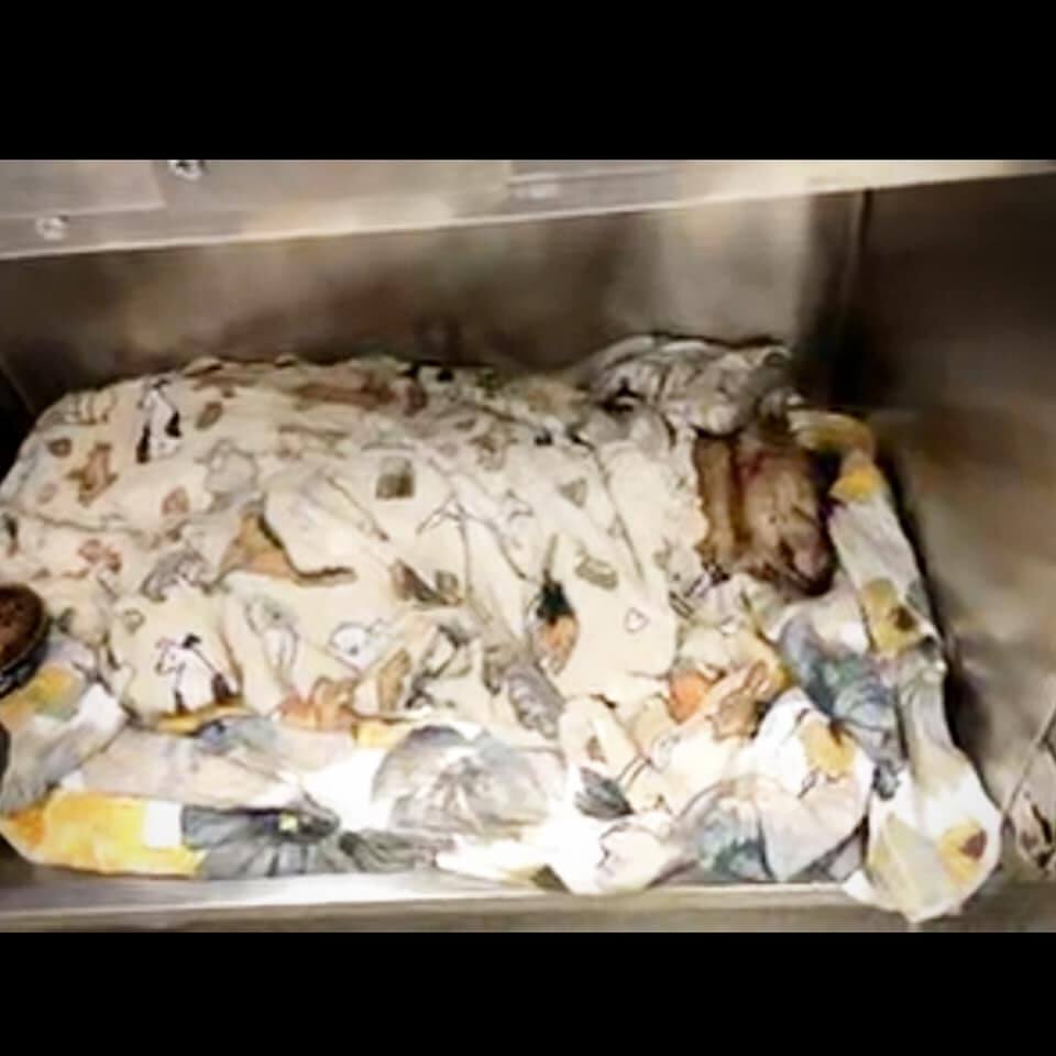 Poor dog has been through ‘some darkness’ after witness saw dog being set on fire