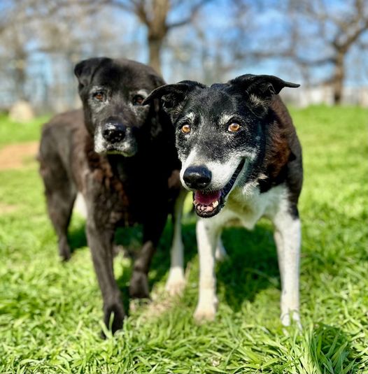 Two hearts, one hope: Bonded dogs seek forever home after 14 years at shelter