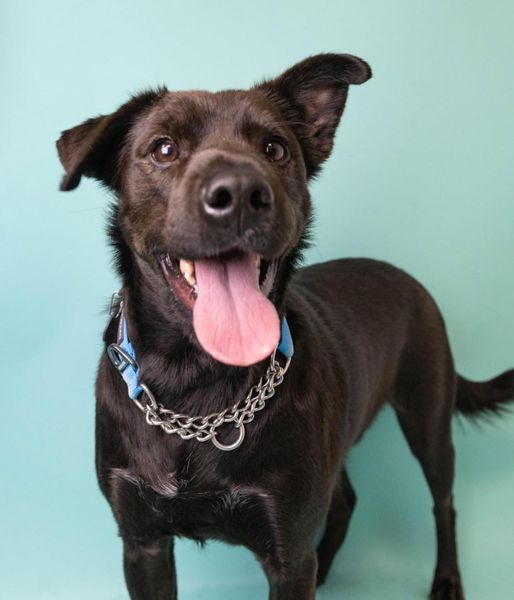 Dog adopted three times and returned to shelter now hoping fourth time is a charm