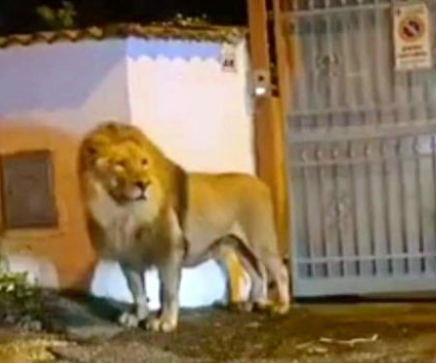 Escaped lion from circus near Rome, Italy captured
