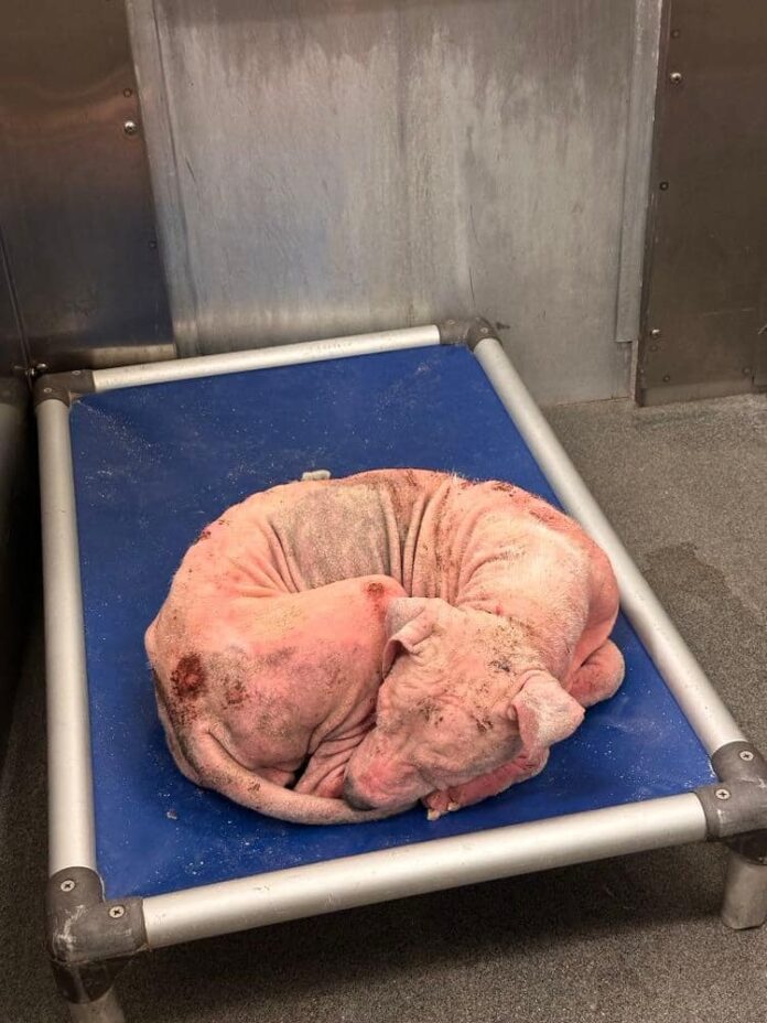 Happy doggo wants to live her best life: If only someone will rescue her from Dallas shelter