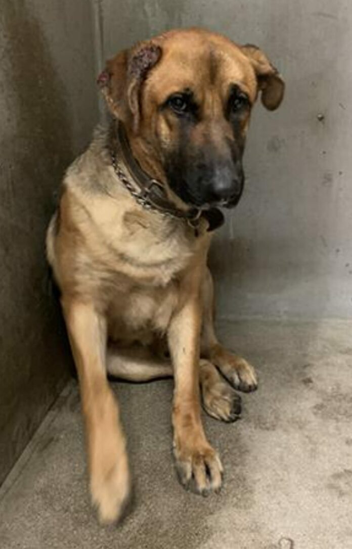 Surrendered by his owner shows amid defeated expression at shelter