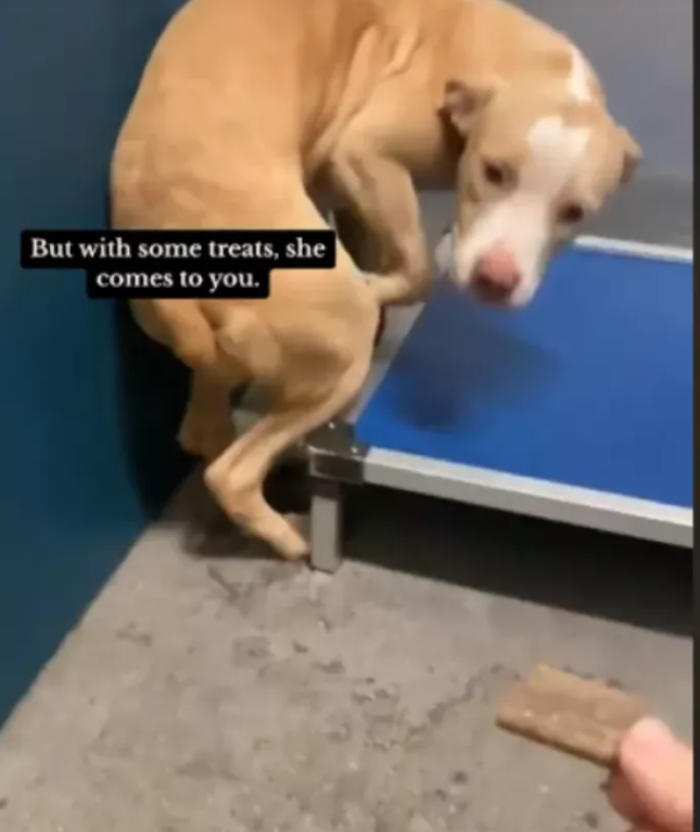 Heartbreaking viral video of shelter dog sensing she’s on euthanasia list